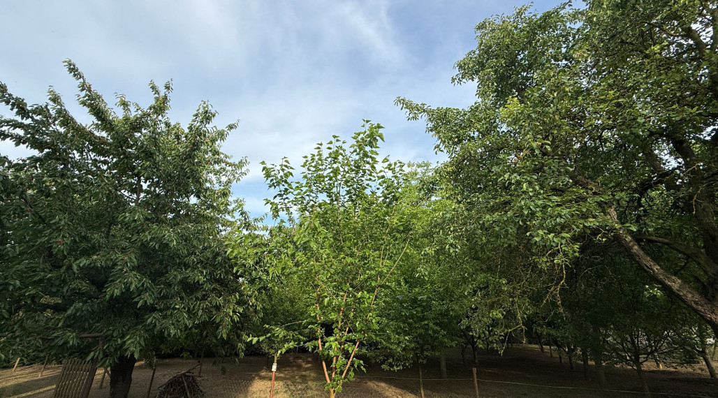 Na predaj pozemok na výstavbu rodinného domu v obci Kolta