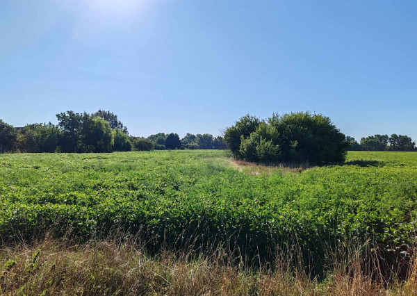 Znížená cena! Veľký investičný pozemok na predaj pri Komárne