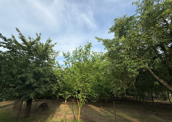 Na predaj pozemok na výstavbu rodinného domu v obci Kolta